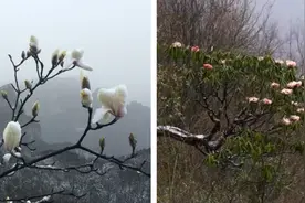 雪花与春花同框！湖南天门山湖北神农架春分降雪视频封面