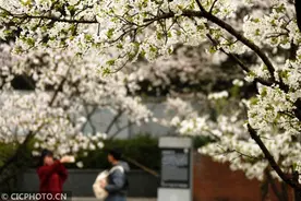 来，看看！又是一年樱花开图片