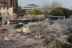 武汉最美樱花公交站图片