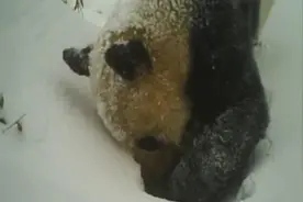 视频丨超萌！大熊猫喝水喝到醉氧犯困图片