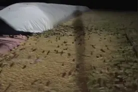 澳大利亚鼠患如蝗虫过境！农场粮草被啃光，有人被咬伤住院图片