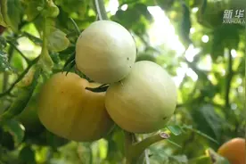 河北丰南：种好“菜园子”保障京津“菜篮子”视频封面