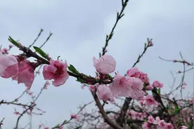 罗学成：邂逅新野桃花节图片