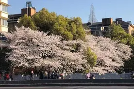 杭州樱花哪家强？下宁桥一带社区居民：肯定是我家门口这三棵！不服？来小时社群晒一晒图片