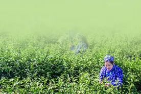 4000元/斤 雨花茶香飘南京钟山图片