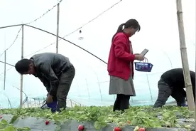 菏泽市成武县：感受田园风光 体验采摘乐趣图片