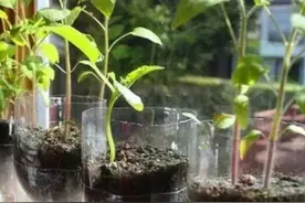 花盆里放一个塑料瓶，一个星期不浇水，盆栽一样长得旺图片