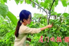 果实最长可达18厘米！厦门一农场引进种植的“长果桑”成熟图片