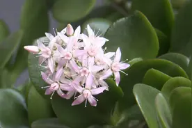 48秒｜罕见！养了40年的玉树用“乌龟水”浇灌后绽放粉白色小花视频封面