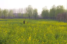 诗画山东｜赏花踏青正当时 台儿庄涛沟河湿地百花争春翘枝头图片