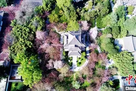 航拍西安青龙寺樱花盛开图片