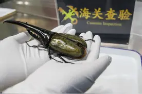 贵阳海关查获一只19.5厘米巨型甲虫 力量极大图片