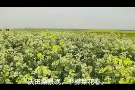 邓州市首届“油菜花季双周游”火爆来袭图片