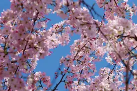 花都开了！打开这条魔都花讯，室内呆不住了图片