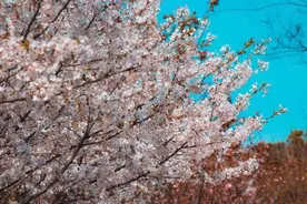 城北体育公园花开正当时图片