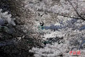 日本东京樱花盛开 游客漫步花海享受春光图片