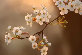 梨花嗅细雨，花雨两相依图片