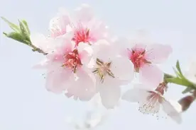 这3种花能入药！春天吃它活血美颜、清肝泻火，错过又要等一年图片