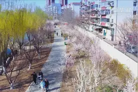 天津：桃花朵朵开 踏春好时机图片