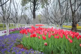 不负花朝良辰时，许你一场春暖花开图片