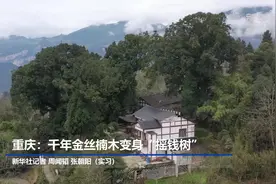 重庆：千年金丝楠木变身“摇钱树”视频封面