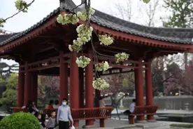西安：大雁塔下樱花盛开 古塔花海相映成趣图片