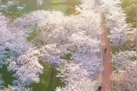 超美！江苏多地樱花绚烂绽放美如童话视频封面