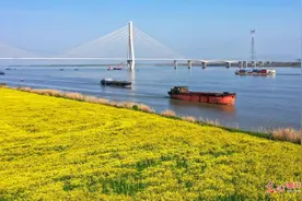 安徽枞阳：油菜花开迎客来图片