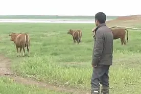 江西鄱阳一乡镇养牛户被限期禁养 当地回应：为了防治血吸虫病图片