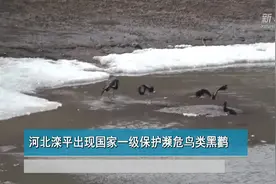河北滦平出现国家一级保护濒危鸟类黑鹳图片