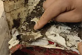 成都白蚁分飞期将至  防治攻略戳这里图片