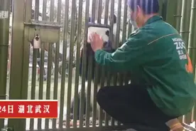 不舍！大熊猫姐妹花春俏和胖妞离开武汉，与饲养员依依惜别图片