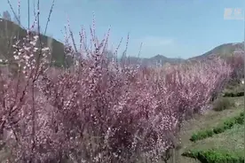 秦岭花谷：邀您赴一场春天之约视频封面
