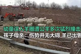 内蒙古一幼童误入羊圈遭公羊多次猛烈撞击，监控画面令人揪心图片