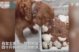 狗子守家33天，独享100个馒头40斤狗粮，结果让主人哭笑不得图片