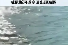 几十年难得一见！威尼斯河道变清出现海豚视频封面