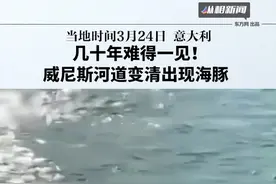 几十年难得一见！威尼斯河道变清出现海豚视频封面