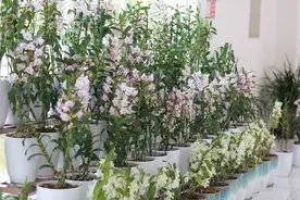 成都将建世界最大石斛种源库 打造“双熊猫”城市名片图片