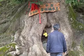 重庆一乡村有多棵千年金丝楠木，村民接力守护视频封面