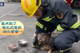 攀枝花：车里飞来只猫头鹰 消防队员悉心救助图片