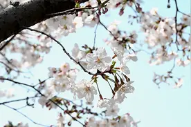 染井吉野樱大片怒放，上海终于迎来最美樱花季图片