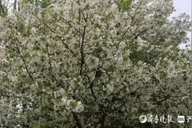 西安青龙寺的樱花，繁花似锦图片