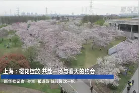 上海：樱花绽放 共赴一场与春天的约会视频封面