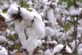 中国财富报道|棉花旺季降价，A股力挺新疆棉！视频封面