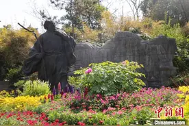 江南常州牡丹花开 满庭春芳颜色动人图片