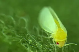 类似蚜虫的昆虫从植物中窃取了DNA使它们免受毒素的侵害图片