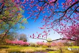 四月，去青海这些地方看花图片