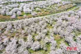 安徽合肥樱花绽放 如云似雪引游人图片