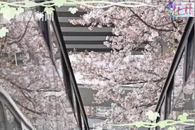 花开上海丨樱花满树，渐次开放！快来上海这些最美“站点”打卡吧图片