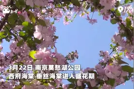 南京莫愁湖的春天 你被“粉”到了吗？视频封面